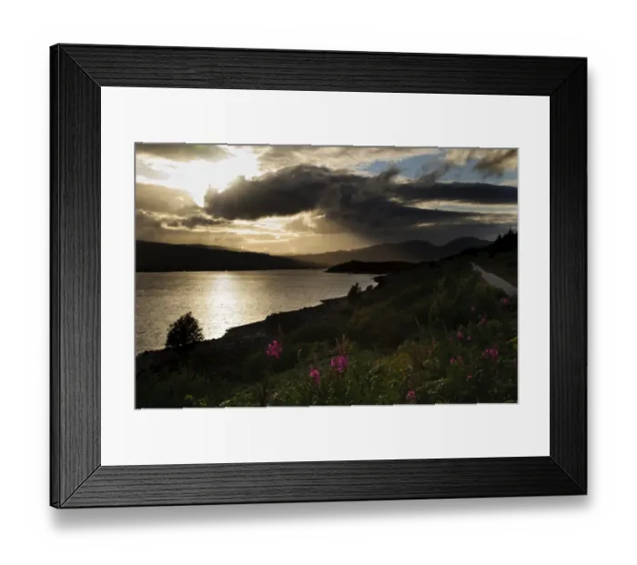 Framed Print : View of freshwater loch at sunset, with Rosebay Willowherb (Chamerion angustifolium) flowering in foreground