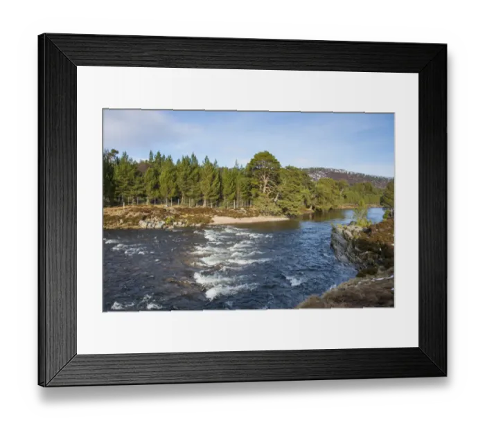 Framed Print : View over river towards Scots Pine (Pinus sylvestris) forest habitat with deer fencing, River Dee, near Braemar Framed Print : View over river towards Scots Pine (Pinus sylvestris) forest habitat with deer fencing, River Dee, near Braemar