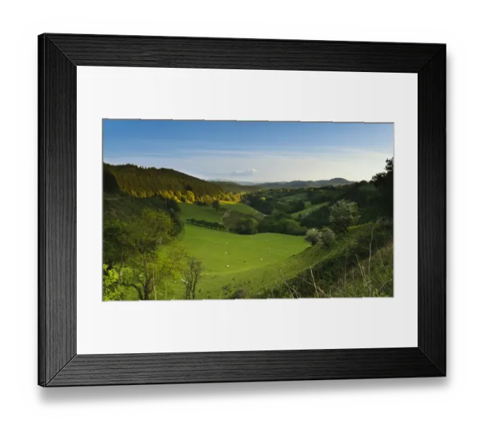 Framed Print : View of sheep grazing on pasture and wooded hillsides, Afon Gwyddon Valley, viewed from Sugar Loaf (Mynydd Pen-y-Fal) Framed Print : View of sheep grazing on pasture and wooded hillsides, Afon Gwyddon Valley, viewed from Sugar Loaf (Mynydd Pen-y-Fal)