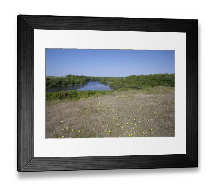 Framed Print : Freshwater ponds in limestone valley from sand dunes, Bosherton Lily Ponds, Stackpole N. N. R Framed Print : Freshwater ponds in limestone valley from sand dunes, Bosherton Lily Ponds, Stackpole N. N. R