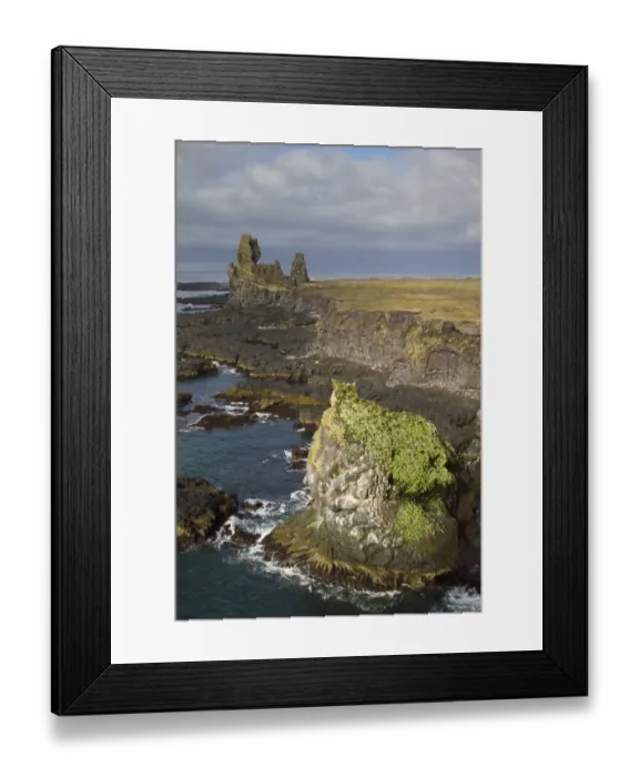 Framed Print : View of lava cliffs and coastline, with Black-legged Kittiwake (Rissa tridactyla) nesting colony, near Hellnar Framed Print : View of lava cliffs and coastline, with Black-legged Kittiwake (Rissa tridactyla) nesting colony, near Hellnar