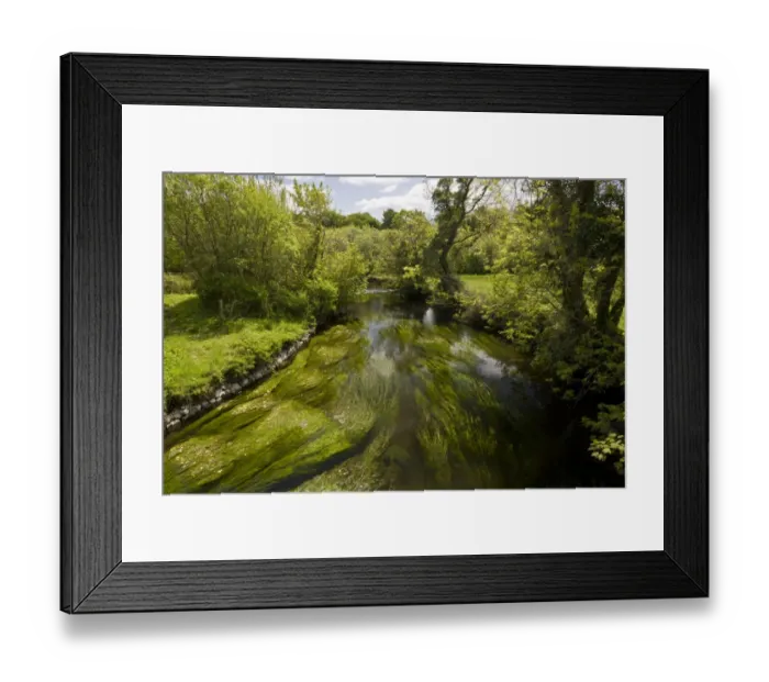 Framed Print : View of river with Water-crowfoot (Ranunculus sp. ) and other aquatic plants, River Fergus, below Lough Inchiquin Framed Print : View of river with Water-crowfoot (Ranunculus sp. ) and other aquatic plants, River Fergus, below Lough Inchiquin