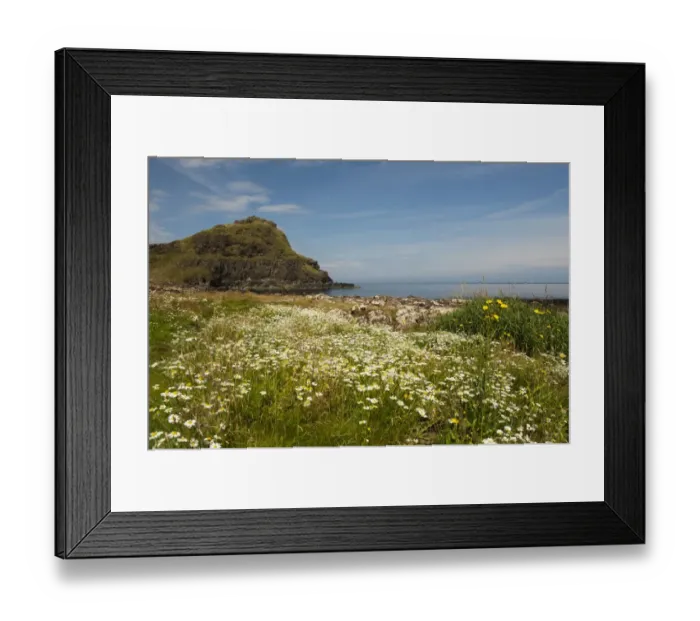 Framed Print : View of wildflowers and coastline, Giants Causeway, County Antrim, Northern Ireland, July Framed Print : View of wildflowers and coastline, Giants Causeway, County Antrim, Northern Ireland, July