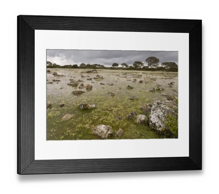 Framed Print : Shallow natural lake (pauli) habitat, with Water-crowfoot (Ranunculus sp. ) flowering, on basalt plateau Framed Print : Shallow natural lake (pauli) habitat, with Water-crowfoot (Ranunculus sp. ) flowering, on basalt plateau