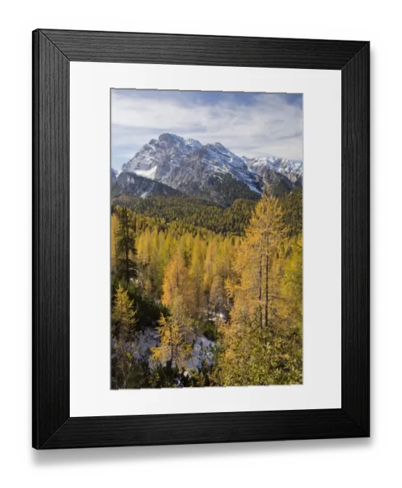 Framed Print : View of across European Larch (Larix decidua) forest habitat towards mountain peak, Monte Cristallo, Dolomites Framed Print : View of across European Larch (Larix decidua) forest habitat towards mountain peak, Monte Cristallo, Dolomites