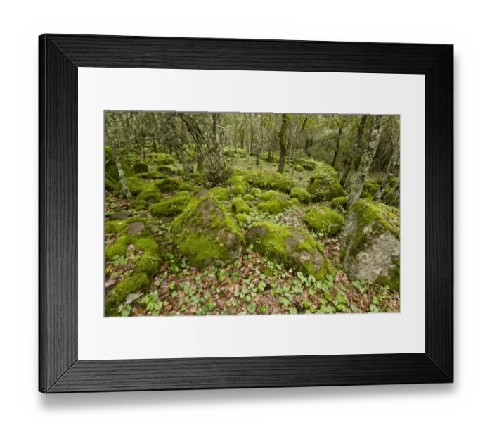 Framed Print : Open woodland with moss covered rocks and Repand Cyclamen (Cyclamen repandum) flowering, on basalt plateau Framed Print : Open woodland with moss covered rocks and Repand Cyclamen (Cyclamen repandum) flowering, on basalt plateau