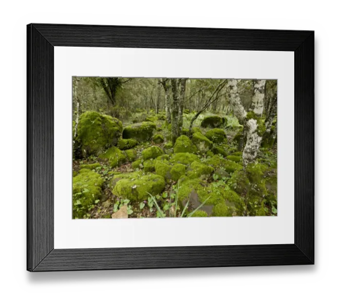 Framed Print : Open woodland with moss covered rocks and Repand Cyclamen (Cyclamen repandum) flowering, on basalt plateau