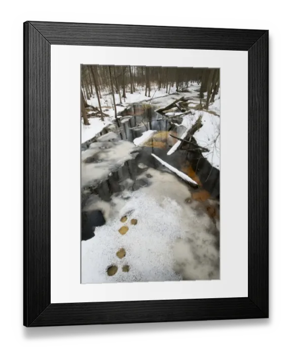 Framed Print : Partially frozen river and snow covered forest habitat, Bialowieza N. P. Podlaskie Voivodeship, Poland, February Framed Print : Partially frozen river and snow covered forest habitat, Bialowieza N. P. Podlaskie Voivodeship, Poland, February