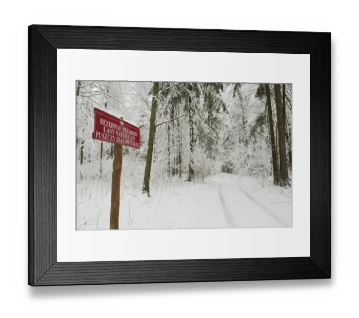 Framed Print : Reserve sign beside track in snow covered primeval forest habitat, Bialowieza N. P Framed Print : Reserve sign beside track in snow covered primeval forest habitat, Bialowieza N. P