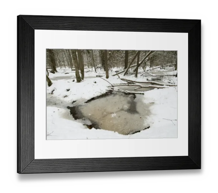 Framed Print : Frozen wetland area in snow covered primeval forest habitat, Bialowieza Strictly Protected Area, Bialowieza N. P Framed Print : Frozen wetland area in snow covered primeval forest habitat, Bialowieza Strictly Protected Area, Bialowieza N. P