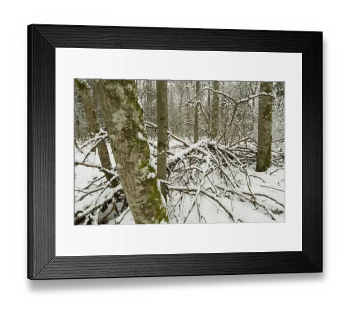 Framed Print : Fallen tree in snow covered primeval forest habitat, Bialowieza Strictly Protected Area, Bialowieza N. P Framed Print : Fallen tree in snow covered primeval forest habitat, Bialowieza Strictly Protected Area, Bialowieza N. P