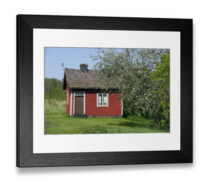 Framed Print : Small red cottage beside tree with blossom, Sweden, may