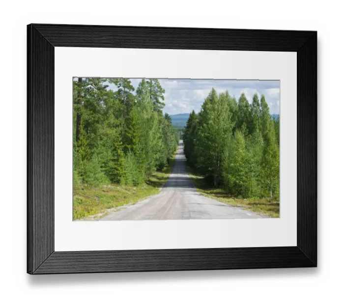 Framed Print : Road through mixed birch and conifer forest, Halsingland, Norrland, Sweden, august Framed Print : Road through mixed birch and conifer forest, Halsingland, Norrland, Sweden, august