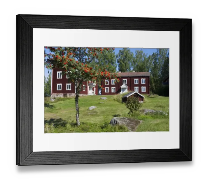 Framed Print : Old Halsinge farmhouse and Rowan (Sorbus aucuparia) tree with berries, cultural heritage museum, Ol-Anders Farm, Alfta Framed Print : Old Halsinge farmhouse and Rowan (Sorbus aucuparia) tree with berries, cultural heritage museum, Ol-Anders Farm, Alfta