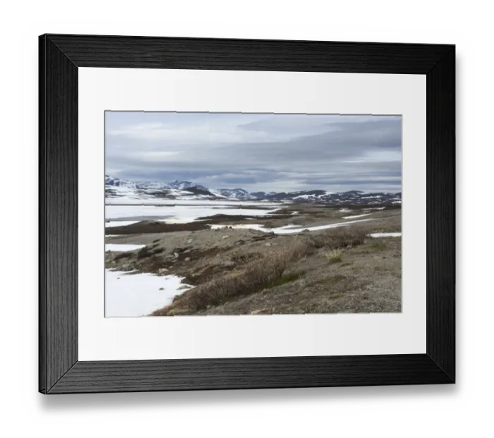 Framed Print : View of snow covered tundra habitat on regenerated former mining area in summer, Stekenjokk, Lappland, Sweden, June Framed Print : View of snow covered tundra habitat on regenerated former mining area in summer, Stekenjokk, Lappland, Sweden, June