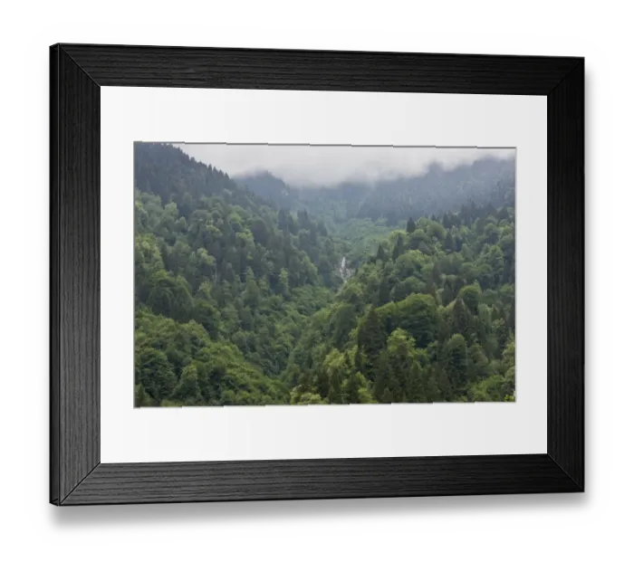 Framed Print : Euxine-Colchic mixed deciduous and coniferous forest habitat, Firtina Valley, Pontic Mountains, Anatolia, Turkey, July Framed Print : Euxine-Colchic mixed deciduous and coniferous forest habitat, Firtina Valley, Pontic Mountains, Anatolia, Turkey, July