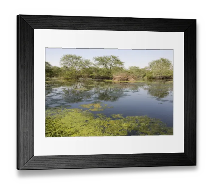 Framed Print : View of lake habitat, Keoladeo Ghana N. P. (Bharatpur), Rajasthan, India, March