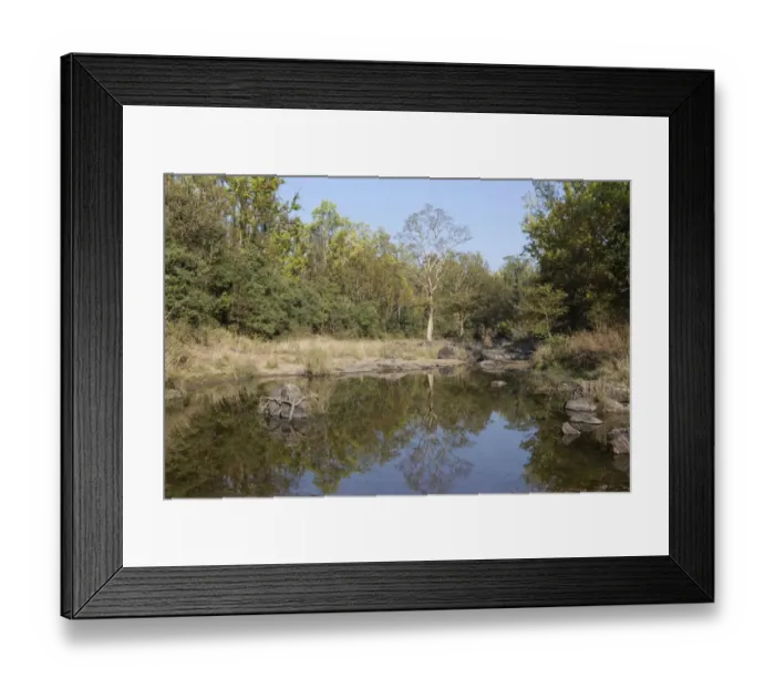 Framed Print : View of lake and forest habitat, Kanha N. P. Madhya Pradesh, India, March Framed Print : View of lake and forest habitat, Kanha N. P. Madhya Pradesh, India, March