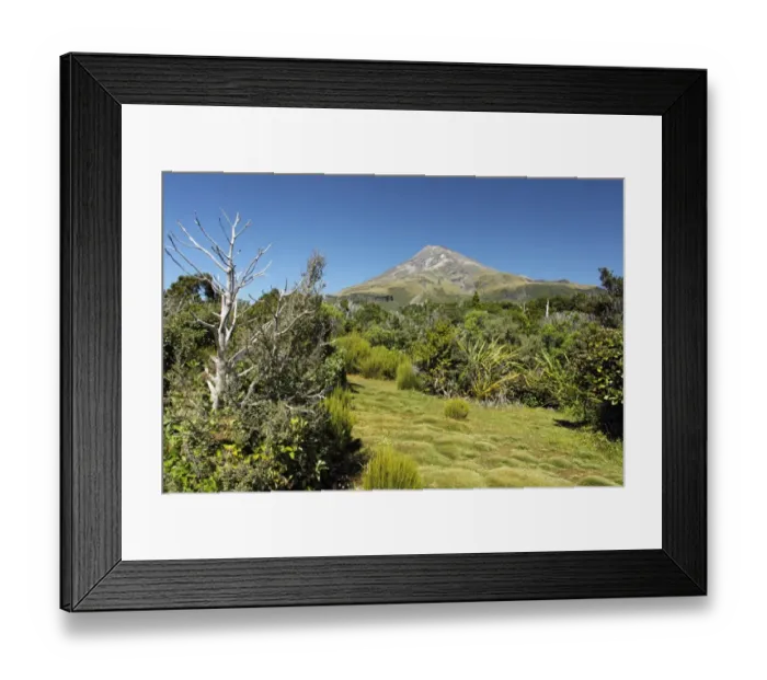 Framed Print : Vegetation on approach to base of stratovolcano, Mount Taranaki, Egmont N. P Framed Print : Vegetation on approach to base of stratovolcano, Mount Taranaki, Egmont N. P