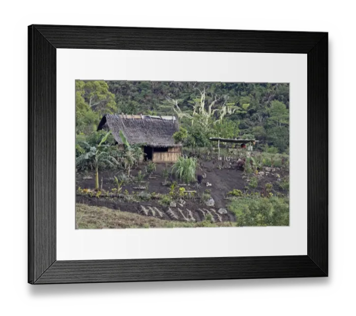 Framed Print : Subsistence farmhouse and garden, Lelet Plateau, New Ireland, Bismarck Archipelago, Papua New Guinea, April