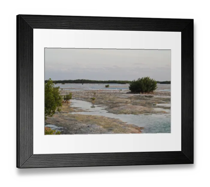 Framed Print : View of mangroves in coastal lagoon habitat, Zapata Peninsula, Matanzas Province, Cuba, March