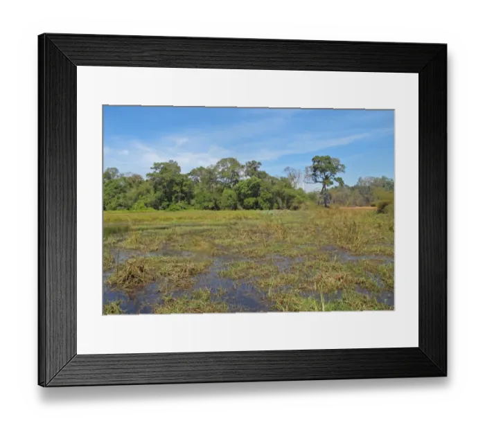 Framed Print : View over wetland in open forest habitat, Tmatboey, Cambodia, January