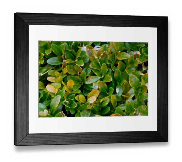 Framed Print : Box rust, Puccia buxi, pustules on the upper surface of a diseased parterre hedge leaves Framed Print : Box rust, Puccia buxi, pustules on the upper surface of a diseased parterre hedge leaves
