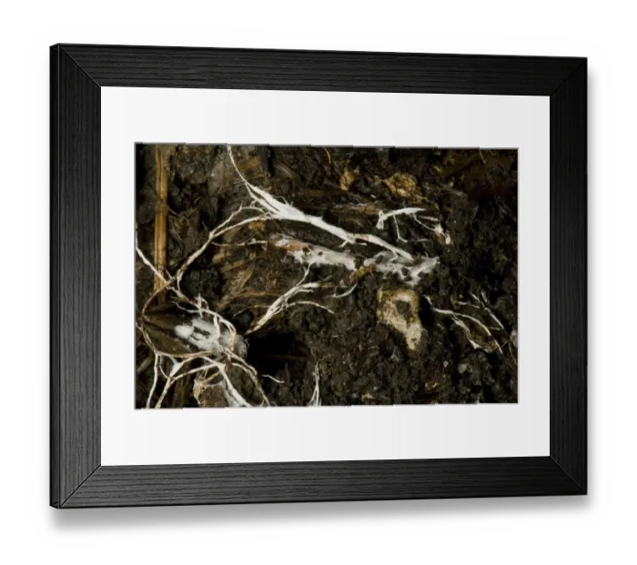 Framed Print : Branching threads of fungus mycelium in organic soil Framed Print : Branching threads of fungus mycelium in organic soil