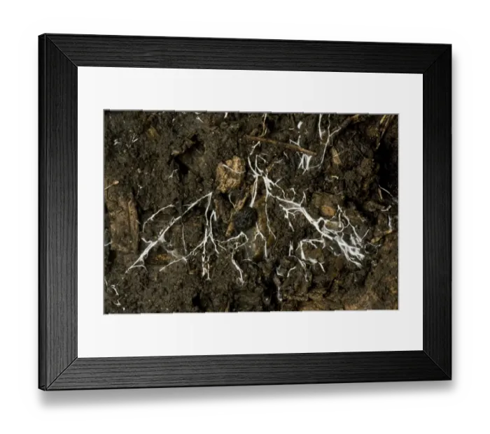 Framed Print : Branching threads of fungus mycelium in organic soil Framed Print : Branching threads of fungus mycelium in organic soil