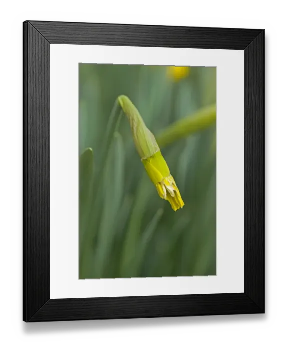 Framed Print : Rabbit damage to an unopened flower on a daffodil Framed Print : Rabbit damage to an unopened flower on a daffodil