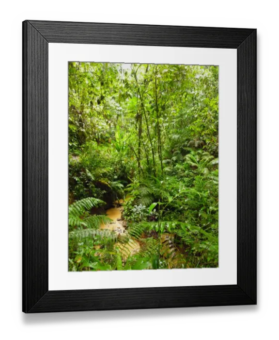 Framed Print : View of stream in rainforest habitat, reserve established since 1764 and is oldest legally protected rainforest in Framed Print : View of stream in rainforest habitat, reserve established since 1764 and is oldest legally protected rainforest in