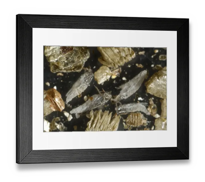 Framed Print : Cases of pupae of predatory midge, Aphidoletes aphidimyza, after hatching in carrier in a commercial blister pack for Framed Print : Cases of pupae of predatory midge, Aphidoletes aphidimyza, after hatching in carrier in a commercial blister pack for