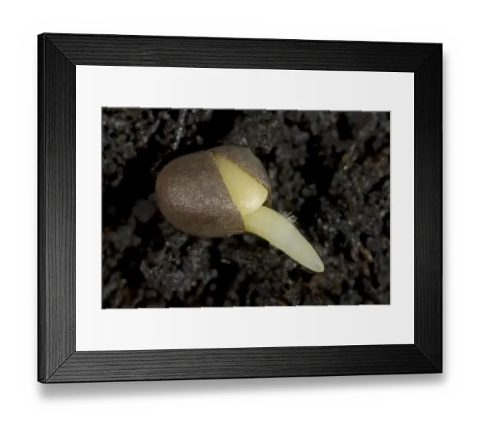 Framed Print : A germinating cabbage seed with root developing with root hairs on soil Framed Print : A germinating cabbage seed with root developing with root hairs on soil