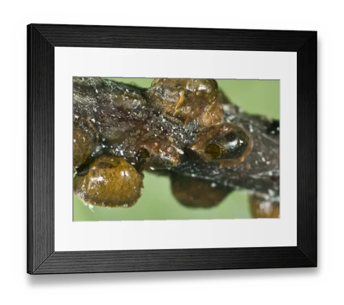 Framed Print : The exit hole of a parasitoid wasp, Encyrtus infelix, in the shell of its scale insect host Framed Print : The exit hole of a parasitoid wasp, Encyrtus infelix, in the shell of its scale insect host