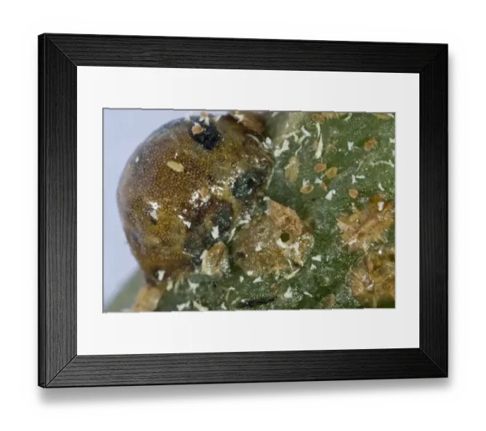 Framed Print : The exit hole of a parasitoid wasp, Metaphycus helvolus, in the shell of its scale insect host Framed Print : The exit hole of a parasitoid wasp, Metaphycus helvolus, in the shell of its scale insect host