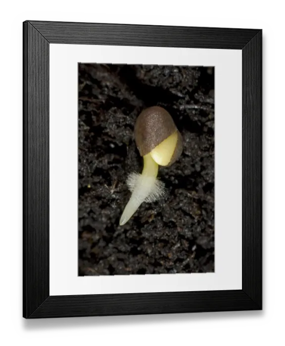Framed Print : A germinating cabbage seed with root developing with root hairs on soil Framed Print : A germinating cabbage seed with root developing with root hairs on soil