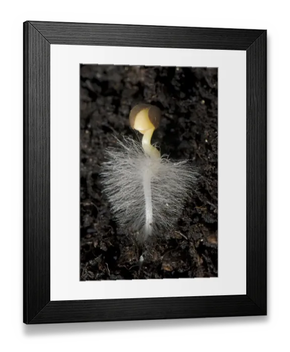 Framed Print : A germinating cabbage seed with root developing with root hairs on soil