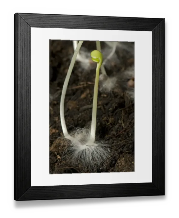 Framed Print : A germinating cabbage seed with cotyledons and root with root hairs on soil Framed Print : A germinating cabbage seed with cotyledons and root with root hairs on soil