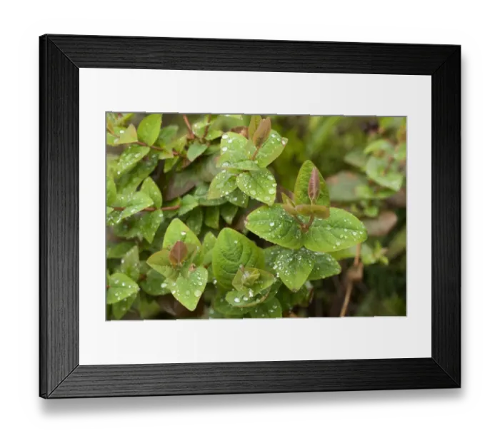 Framed Print : Hypericum x inodorum a garden shrub leaves with rain water droplets Framed Print : Hypericum x inodorum a garden shrub leaves with rain water droplets