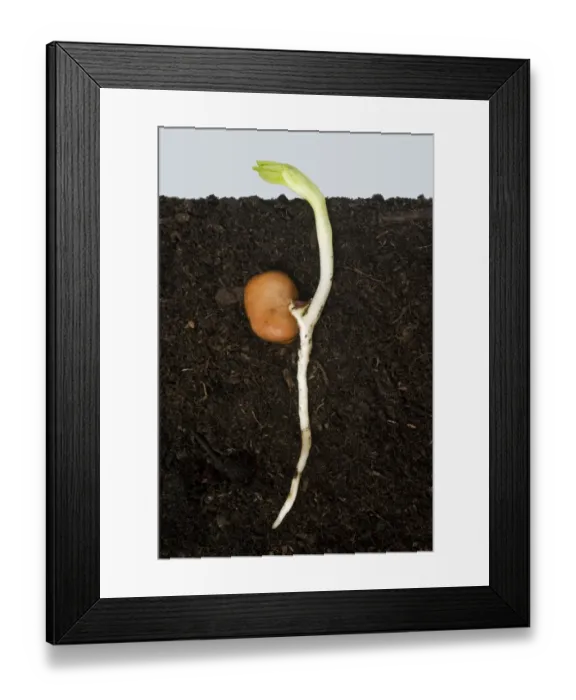 Framed Print : Broad bean, Vicia faba, germinating with main root and true leaves developing Framed Print : Broad bean, Vicia faba, germinating with main root and true leaves developing