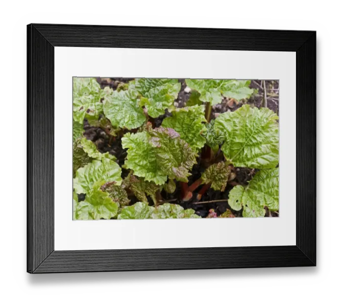 Framed Print : Young rhubarb shoots in late winter as plant emerges from dormancy Framed Print : Young rhubarb shoots in late winter as plant emerges from dormancy