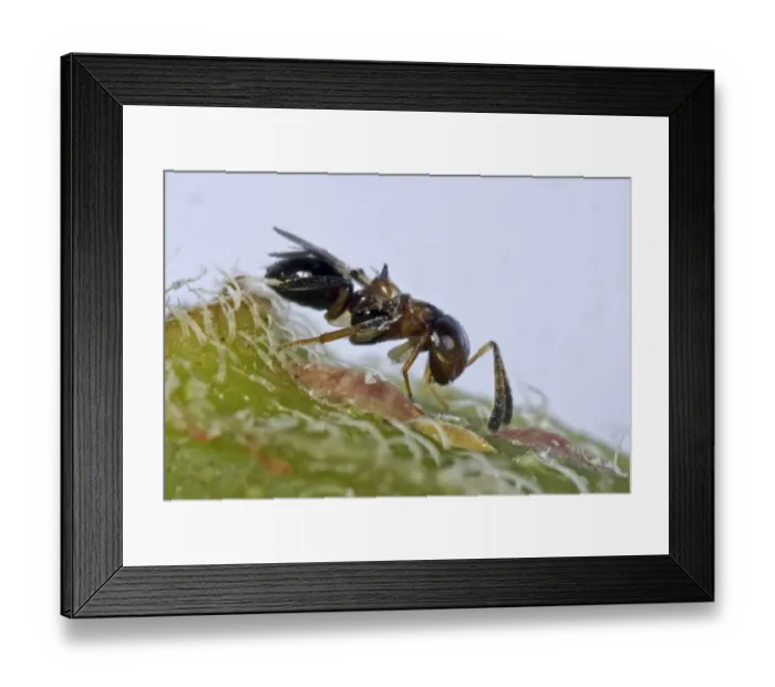 Framed Print : Parasitoid wasp, Encyrtus infelix, commercial biological control parasitoid with scale insect host pests in protected Framed Print : Parasitoid wasp, Encyrtus infelix, commercial biological control parasitoid with scale insect host pests in protected