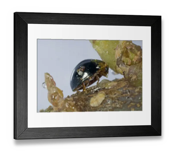 Framed Print : Black ladybird, Chilocorus nigritus, commercial biological control predator of scale insects in protected crops Framed Print : Black ladybird, Chilocorus nigritus, commercial biological control predator of scale insects in protected crops