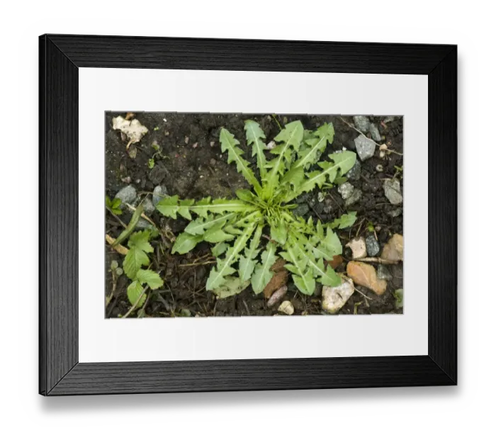 Framed Print : Dandelion, Taraxacum officinale, leaf rosette on soil Framed Print : Dandelion, Taraxacum officinale, leaf rosette on soil