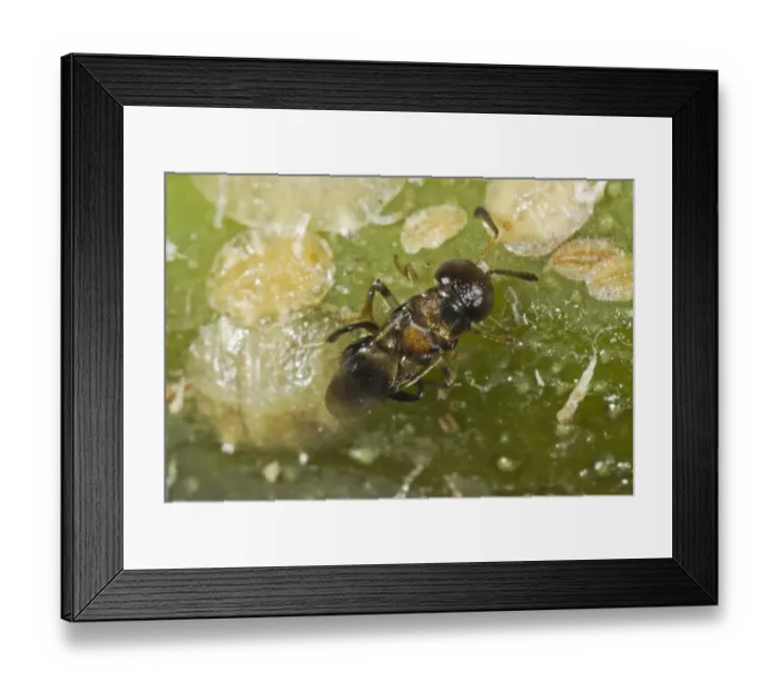 Framed Print : Parasitoid wasp, Encyrtus infelix, commercial biological control parasitoid laying her egg in scale insect host pests