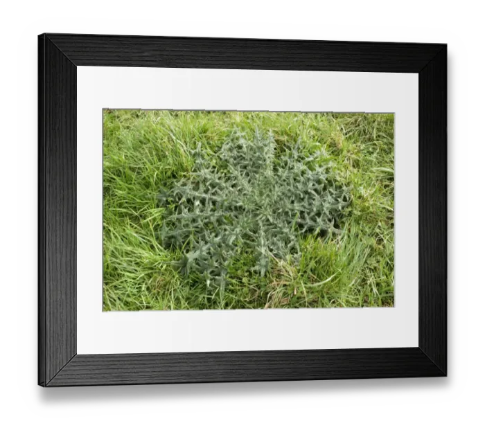 Framed Print : Strong spear thistle, Cirsium vulgare, leaf rosette in grass pastureland Framed Print : Strong spear thistle, Cirsium vulgare, leaf rosette in grass pastureland