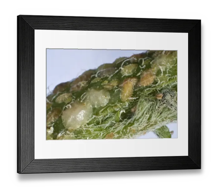 Framed Print : Various stages of hemispherical scale insect, Saisettia coffeae Framed Print : Various stages of hemispherical scale insect, Saisettia coffeae