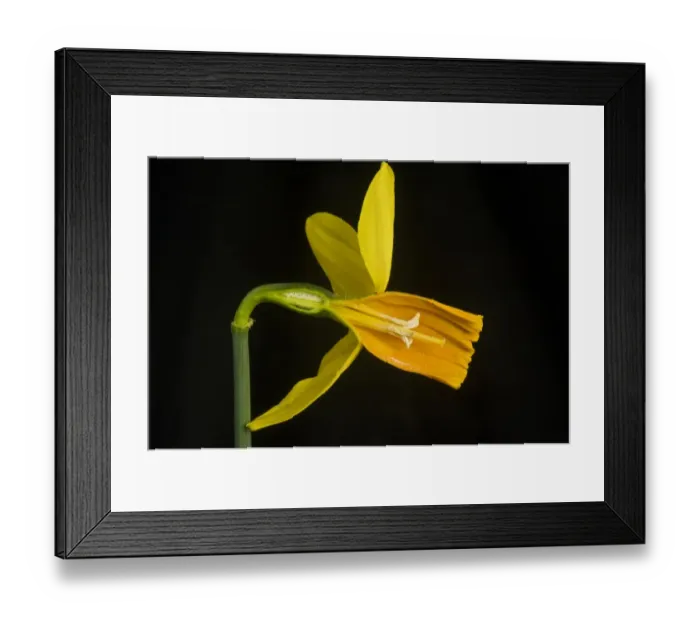 Framed Print : Side view section of a daffodil flower, Narcissus Jetfire, with yellow sepals and orange corona, ovary, pistil, stigma