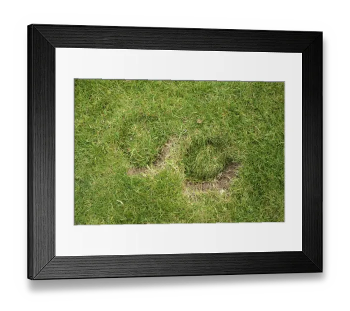 Framed Print : Horse hoof prints damage to a garden lawn Framed Print : Horse hoof prints damage to a garden lawn