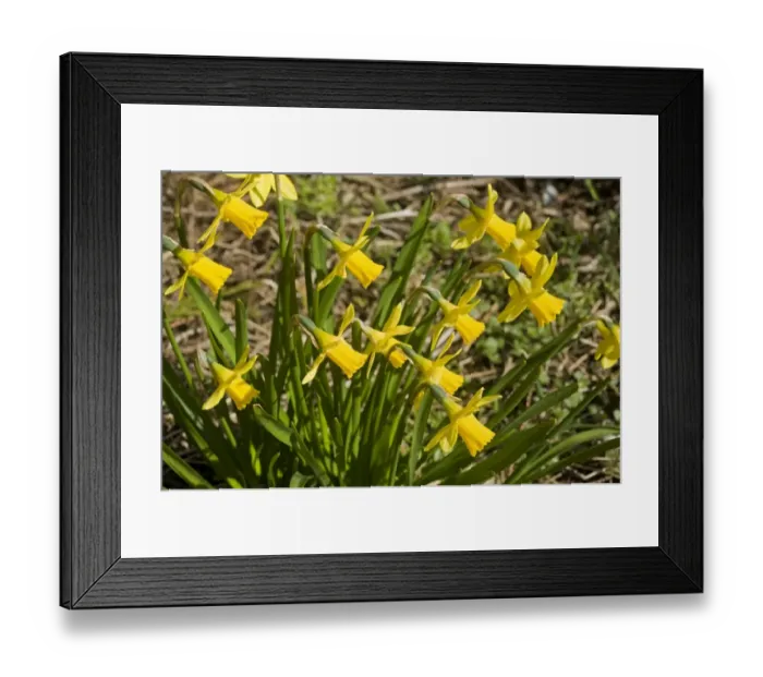 Framed Print : A group of small narcissi, Narcissus Tete a Tete, flowering with heads all facing in the same direction